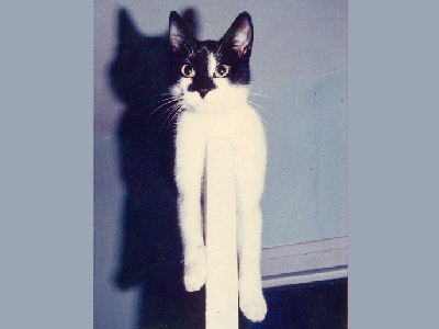 Fripounette vue par Joël