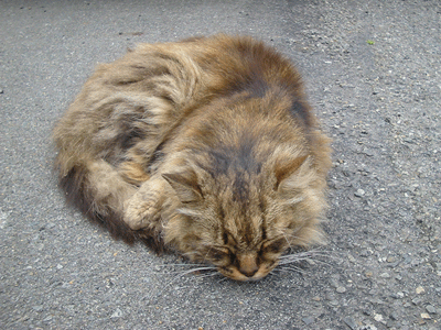 Vétéran de Bir-Hakeim